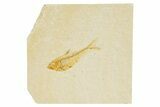 Juvenile Fossil Fish (Diplomystus) - Wyoming #318575-1